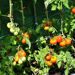 Foliekas voor tomaten - afbeelding 4842